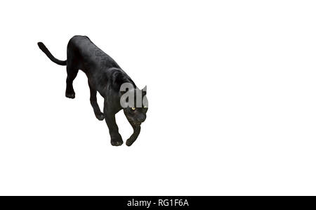 Closeup Black Panther Ready To Attack Isolated on White Background, Clipping Path Stock Photo