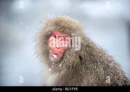 Japanese macaque portrait. Winter season. The Japanese macaque ( Scientific name: Macaca fuscata), also known as the snow monkey. Stock Photo