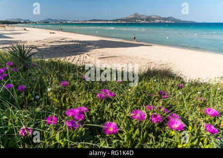 Pinke Mittagsblumen am Strand Playa de Muro bei Akcudia, Mallorca, Balearen, Spanien  |  pink Carpobrotus flowers at the beach  Playa de Muro, Majorca Stock Photo