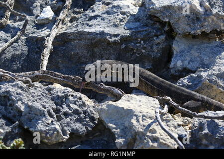 Australia Lizard in natural enviroment close to great ocean road Stock Photo