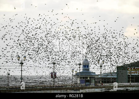 Blackpool, Lancashire. 27th Jan 2019. The last waltz before bed, a swarm of thousands of starlings roosting under Blackpool’s Victorian north pier. These amazing birds put on a stunning flight display at one of only a handful of their few favourite sites throughout the UK. These now huge winter flocks of mumurating starlings are estimated to number at 50,000 plus, darken the skies over the resort as they swoop into roost a few minutes before dusk. Credit: MediaWorld Images/Alamy Live News Stock Photo