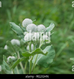Burdock plant or Arctium tomentosum in Latin flowering on green lawn in summertime, close-up Stock Photo
