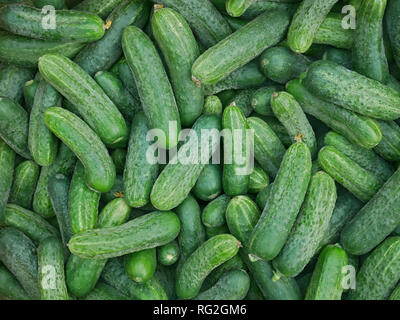 Premium Photo  Fresh and healthy organic cucumbers served on the table  close up