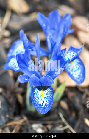 Iris 'Harmony' at RHS Wisley, Surrey, England Stock Photo