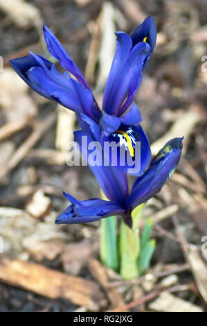 Iris 'Harmony' at RHS Wisley, Surrey, England Stock Photo