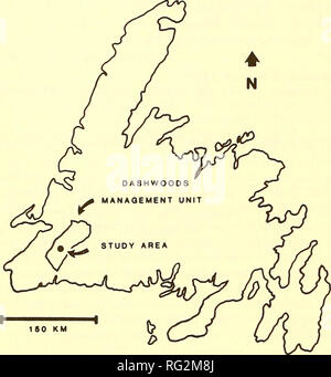 . The Canadian field-naturalist. 374 The Canadian Field-Naturalist Vol. 101 NEWFOUNDLAND. Figure I. Location of the Dashwoods Moose Management Unit and study area in Newfoundland. vegetation, bogs, and ponds. Common plants include Labrador Tea, Ledum groenlandicum, Rhodora, Rhododendron canadense. Sheep Laurel, Kalmia angustifolia, and Larch, Larix laricina. Summers are cool and wet, and winters are severe. Snow normally begins to accumulate in November and may persist into May or June. Thicknesses range from several cm on windswept hilltops to 4 m on drifted slopes; maximum thicknesses in woo Stock Photo