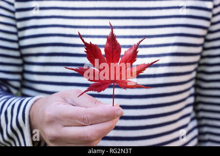 Autumn leaf. Red Maple leaf in autumn. UK Stock Photo