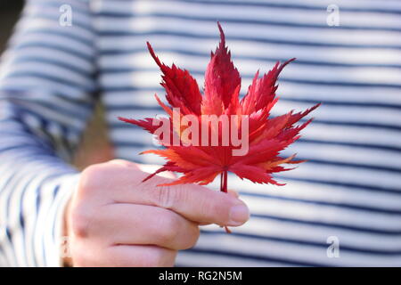 Maple leaf in autumn. Man holding red Acer palmatum leaf October, UK Stock Photo