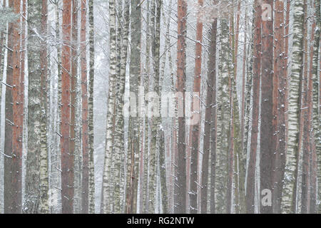 Beautiful, cold winter day view of natural forest with white snow all over the forest. Photo taken in a countryside forest, Latvia, Europe. Stock Photo