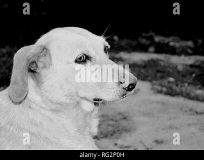 In a black and white photograph a lonely homeless dog that sits on the road and looks with sad eyes. Stock Photo