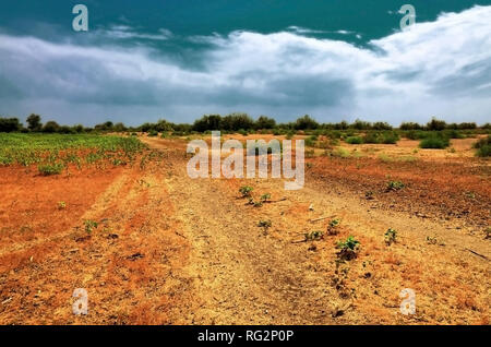 Red field landscape with clay soil and plants.