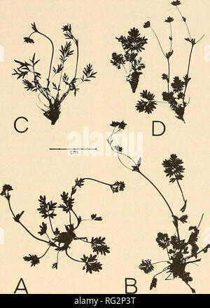 . The Canadian field-naturalist. 1977 Notes 321. Figure 1. Potentilla pulchella R.Br.: A — 0rsted Dal, central east Greenland, G. Halliday, no. G68/74, 1974, C. LANC; C — Prudhoe Bay, Alaska, G. Halliday, no. A266/75, 1975, LANC. Potentilla rubricaulis Lehm.; B — Mestersvig, central east Greenland. G. Hallidaw no. G20/74, 1974, C, LANC: D — Galbraith Lake, Alaska, G. Halliday, no. A429/75, 1975, ALA, LANC. (2400'). 4 July 1975, no. A94/75, ALA, LANC. Only a few plants were found, well past flowering, growing in open, stony ground on the south side of the ridge and associated with Draba fladniz Stock Photo