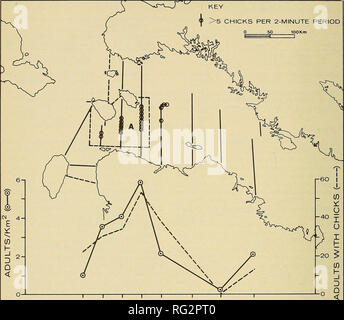 https://l450v.alamy.com/450v/rg2pt0/the-canadian-field-naturalist-32-the-canadian-field-naturalist-vol-96-key-gt5-chicks-per-2-minute-period-0-50-100-km-5-1-n-e-y-i-u-please-note-that-these-images-are-extracted-from-scanned-page-images-that-may-have-been-digitally-enhanced-for-readability-coloration-and-appearance-of-these-illustrations-may-not-perfectly-resemble-the-original-work-ottawa-field-naturalists-club-ottawa-ottawa-field-naturalists-club-rg2pt0.jpg