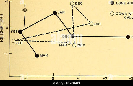. The Canadian field-naturalist. 1980 ROLLEY AND KEITH: MOOSE. ROCHESTER, ALBERTA 13 # LONE ADULTS O COWS WITH CALVES. ^NOV KILOMETERS Figure 5. Mean monthly distribution of lone Moose and cows with calves during winters 1965-66 through 1978-79 at Rochester, Alberta. Origin was deter- mined as the mean location of all observations. seven years the mean number of adults on the survey area in late winter was 1.4 to 2.4 times that present in early winter. This increase in adult numbers was due to a seasonal movement from the muskegs on the east to the uplands on the west (Figure 5). Direct eviden Stock Photo