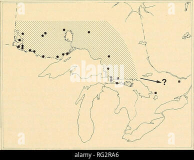 . The Canadian field-naturalist. 1977 Notes 99 since the racial affinities of the present southern Ontario bobcat population are questionable. Peter- son and Downing (1952) assigned the original popula- tion to the subspecies L. r. gigas, a race that is found also in New Brunswick, Nova Scotia, and possibly southern Quebec (Peterson 1966). But since the only gigas material from Ontario available to Peterson and Downing (1952) was collected prior to 1906, these authors suggested that L. r. gigas may have become extinct in southern Ontario within the last half- century, and may have been replace Stock Photo