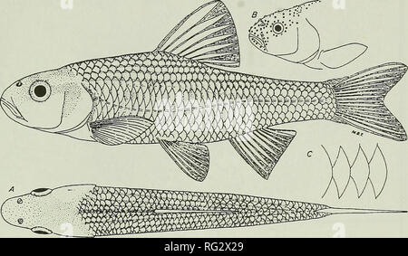 . The Canadian field-naturalist. 1993 Goodchild: Status of the Striped Shiner 447. Figure 1. Drawing of the Striped Shiner, Luxilus chrysocephalus, from Trautman (1981) Fishes of Ohio; by per- mission. The relative size and arrangement of the scales of the dorsal part of the body can be used to differenti- ate between Striped and Common shiners. Striped Shiner scales are large with dark outlines. Pigment in the dorsal scales usually form a distinct chevron- shaped pattern. Additionally, the dusky pigment on the chin and gular region is usually darker and more distinct on the Striped Shiner, al Stock Photo
