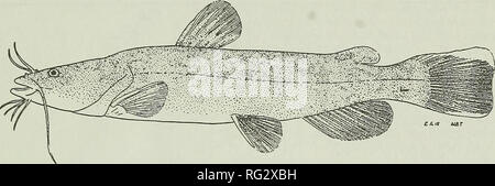 . The Canadian field-naturalist. 1993 Goodchild: Status of the Flathead Catfish 411. Figure 1. Drawing of the Flathead Catfish, Pylodictis olivaris, from Trautman (1981) by permission. A &quot;relict&quot; colony has been recorded in the Ohio waters of Lake Erie since 1892 but only four speci- mens have been collected and preserved from the United States waters of the lake since 1938 (Cleveland Museum collection and Ohio State University Museum; OSUM 1866, 6664, 8467). A small population of Flathead Catfish also exists in the Huron River where they are taken yearly (Trautman 1981). The Flathea Stock Photo