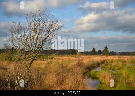 Moorland in autumn Stock Photo
