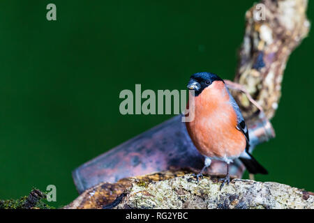Male bullfinch foraging in wet winter weather Stock Photo - Alamy