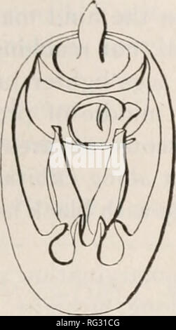 . The Canadian entomologist. Insects; Entomology. Fig. 6.—Dorsal view of head and pronotum of Columbiana tloydi.. Please note that these images are extracted from scanned page images that may have been digitally enhanced for readability - coloration and appearance of these illustrations may not perfectly resemble the original work.. Entomological Society of Canada (1863-1871); Entomological Society of Canada (1951- ); Entomological Society of Ontario. Ottawa [etc. ] Entomological Society of Canada [etc. ] Stock Photo