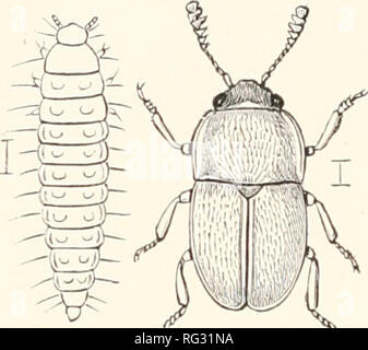 https://l450v.alamy.com/450v/rg31na/the-cambridge-natural-history-zoology-232-coleoptera-chap-a-the-geneva-meligethes-and-epuracn-are-among-the-most-abundant-of-our-beetles-most-of-what-is-known-as-to-the-larvae-is-due-to-ferris-several-have-been-found-living-in-flowers-that-of-pria-haunts-the-flower-of-xalaniim-dulcamara-at-the-junction-of-the-stamens-with-the-corolla-the-larva-of-meligethes-aeneus-sometimes-occasions-much-loss-by-prevent-ing-the-formation-of-seed-in-cultivated-cruciferae-such-as-eape-these-floricolous-larvae-grow-with-great-rapidity-and-then-leave-the-flowers-to-pupate-in-the-ground-the-larva-rg31na.jpg