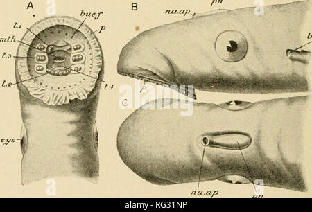 . The Cambridge natural history. Zoology. CHAPTER VI EXTERNAL CHARACTEKS OF CYCLOSTOMATA AND OF FISHES EXTERNAL CHARACTERS COLORATION POISON GLANDS AND POISON SPINES PHOSPHORESCENT ORGANS. In all the Cyclostomata the body is Eel-like in shape, the head and trunk being nearly cylindrical, and the tail somewhat flat- tened from side to side. In Pctromyzon the head terminates in a br.cl.i. pn. Fig. 'd.Petromyzon murinus. A, ventral ; B, lateral ; and C, dorsal, view of the head. hr.clA, First liranchial cleft ; huc.f, buccal funnel ; eye, the eve ; vitiu mouth ; nu.np, nasal aperture ; j), papi Stock Photo