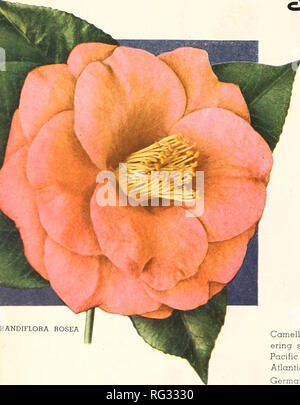 . California sets the fashion. Nurseries (Horticulture) Catalogs; Flowers Seeds Catalogs; Roses Catalogs; Plants, Ornamental Catalogs. . Please note that these images are extracted from scanned page images that may have been digitally enhanced for readability - coloration and appearance of these illustrations may not perfectly resemble the original work.. Germain Seed and Plant Company; Henry G. Gilbert Nursery and Seed Trade Catalog Collection. Los Angeles, Calif. : Germain