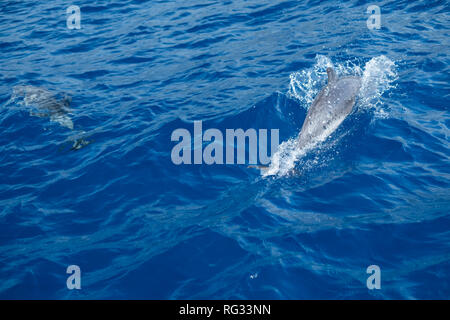 News : Playful or Lazy? Dolphins Ride the Bow Wave