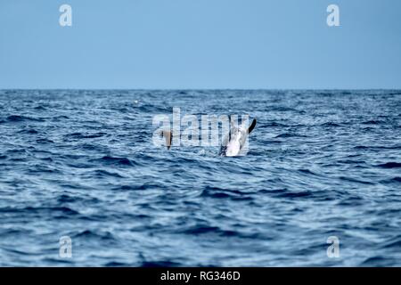 Risso's dolphins breaching Stock Photo