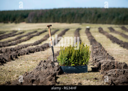 Friday 23rd of March 2018:  The first trees being planted in England's largest forest for more than 30 years at Doddington North Moor Stock Photo