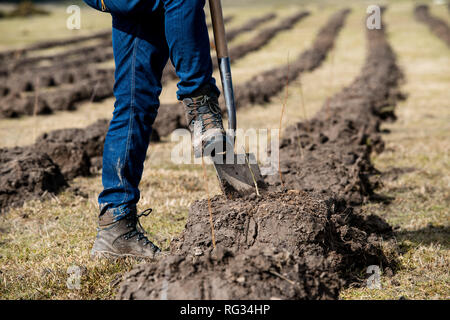 Friday 23rd of March 2018:  The first trees being planted in England's largest forest for more than 30 years at Doddington North Moor Stock Photo