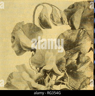 . California gardening. Nurseries (Horticulture) Catalogs; Flowers Seeds Catalogs; Plants, Ornamental Catalogs; Vegetables Seeds Catalogs; Fruit trees Catalogs; Trees Catalogs; Grasses Seeds Catalogs. Zinnia Scabiosa Flowered. Sweet Pea New Shades Ji€ar CANTERBURY BELLS ANNUAL MIXED We have all wished for a Canterbury Bell that would not occupy the ground for so long before it flowered. Few of us ever believed that there would ever be any- thing different from the old-fashioned, much admired variety. Well, here it is. An Annual, when planted from seed, loads itself with flowers in less than fi Stock Photo