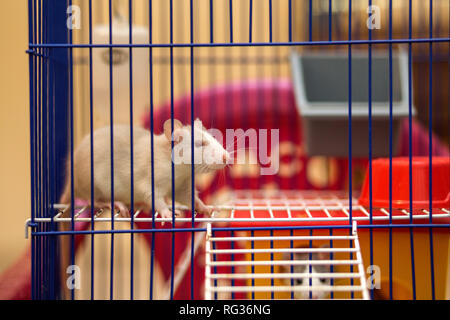 Two funny white and gray tame curious mouses hamsters with shiny eyes playing in big comfortable spacious cage of thin metal wire. Keeping pet friends Stock Photo