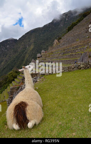 MACHU PICCHU / PERU, August 16, 2018 : A llama watches the terraces in the ruins of Machu Picchu. Stock Photo