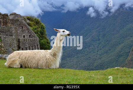 MACHU PICCHU / PERU, August 16, 2018: A llama rests amid the ruins of Machu Picchu. Stock Photo