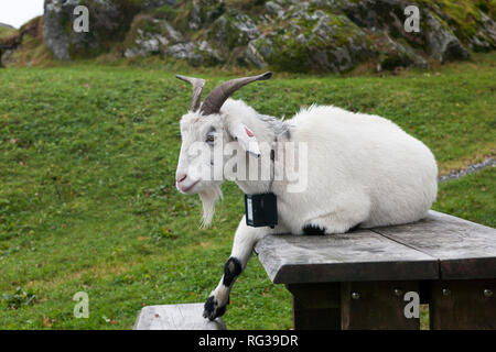 Cashmere goat rests on a picnic table, Mount Fløyen, Bergen, Norway Stock Photo