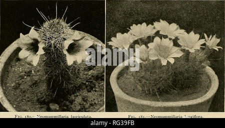 Cactus plant with three red flowers Stock Photo: 51048941 ...