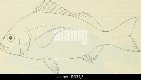 Big eyed fish hi-res stock photography and images - Page 3 - Alamy