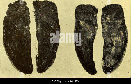 . The Canadian field-naturalist. 126 The Canadian Field-Naturalist [Vol. XLVir. Front and Hind Foot Tracks of Adult Male Wapiti Cast in Plaster. Plaster Cast by H. U. Green. Photo by G. Aikman. parison to wide clumsy appearance of dom- estic cattle tracks. Wapiti.—Smaller and less oval than moose tracks. Points of toes more rounded. General shape somewhat similar and equally delicate. Metatarsal joints very flexible, often leaving impressions of false hoofs. Cattle.—Tracks of adult cattle are clumsy in comparison with those of Wapiti, being longer and of greater width in relation to length. In Stock Photo