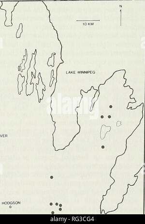 . The Canadian field-naturalist. MANTAGAO RIVER GRAHAMDALE MASTTAGAO LAKE. Figure 1. Distribution of 86 Sandhill Crane breeding territories in the Interlake, Manitoba study area, 1977-79.. Please note that these images are extracted from scanned page images that may have been digitally enhanced for readability - coloration and appearance of these illustrations may not perfectly resemble the original work.. Ottawa Field-Naturalists' Club. Ottawa, Ottawa Field-Naturalists' Club Stock Photo