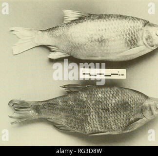 . The Canadian field-naturalist. 1992 Grossman, Holm, Cholmondeley and Tuininga: Rudd and Round Goby 207. Figure 1. Comparison of the introduced Rudd, Scardinius erythrophthalmus, (upper ROM 60628) and the native Golden Shiner, Notemigonus crysoleucas (lower). order to avoid damage to populations of native cyprinids by competition and hybridization, the Rudd should not be intentionally or accidently transferred to other waters. On the basis of the histo- ry of discovery of specimens on the U.S. side of the river, it is difficult to forecast whether or not the Rudd will become established. It h Stock Photo