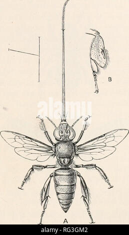 . The Cambridge natural history. Zoology. COLOUR OF PARASITIC MOLLUSC A ...