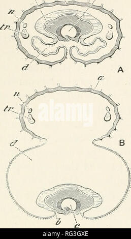 . The Cambridge natural history. Zoology. i6 AXURA SL a length of 6 ...