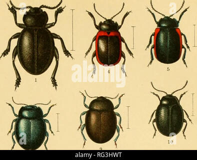 . Calwers Käferbuch; einfürhrung in die kenntnis der käfer Europas. Beetles. mm H' Ä1^' Ut Ä' 35. Please note that these images are extracted from scanned page images that may have been digitally enhanced for readability - coloration and appearance of these illustrations may not perfectly resemble the original work.. Calwer, C G, 1874; Schaufuss, Camillo Festivus Christ. Stuttgart, E. Schweizerbart, [etc. ] Stock Photo