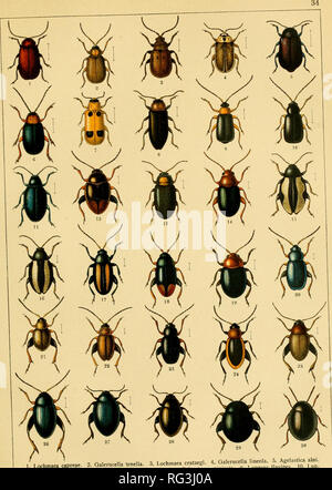 . Calwers Käferbuch; einfürhrung in die kenntnis der käfer Europas. Beetles. /tochmaea capreae. 2. Oalerucella tenella. 3. Lochmaea cra.aegi. *. Galen&gt;c^la lineola 5^ Agdastica alni l: Sertyla Hal'nsls 7 Phy.lobrotica quadrimacuja.a^ LTTS^l^ZZZrl^^'TO Z^^^^^^ dorsaiis. sy  ^^ Apteropeda globosa. 30. Mniophila muscorum.. Please note that these images are extracted from scanned page images that may have been digitally enhanced for readability - coloration and appearance of these illustrations may not perfectly resemble the original work.. Calwer, C G, 1874; Schaufuss, Camillo Festivus Christ. Stock Photo