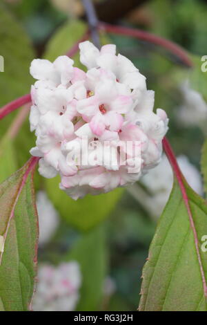 Viburnum × bodnantense 'Dawn'. Winter flowers of Viburnum bodnantense 'Dawn' in a November garden, UK Stock Photo