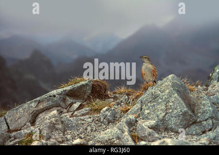 Adult Alpine accentor (Prunella collaris) in mountainous scenery. Stock Photo