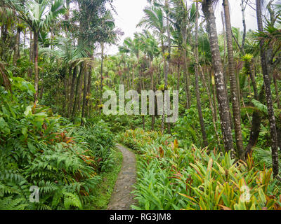 Narrow path though El Yunque tropical rainforest in Puerto Rico Stock Photo