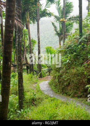 Narrow path though El Yunque tropical rainforest in Puerto Rico Stock Photo