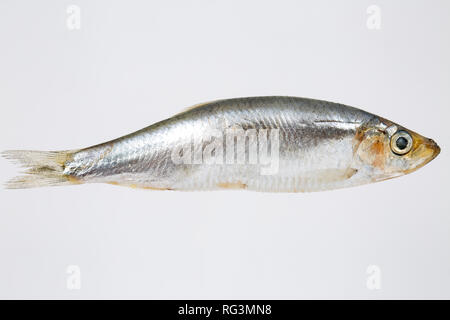 A single sprat, Sprattus sprattus, bought from a supermarket in the UK. Sprats are a small shoaling fish and a source of Omega 3 fish oils. Photograph Stock Photo